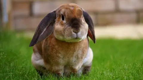 Bunny Announces Presidential Candidacy, Promises Carrots for All!